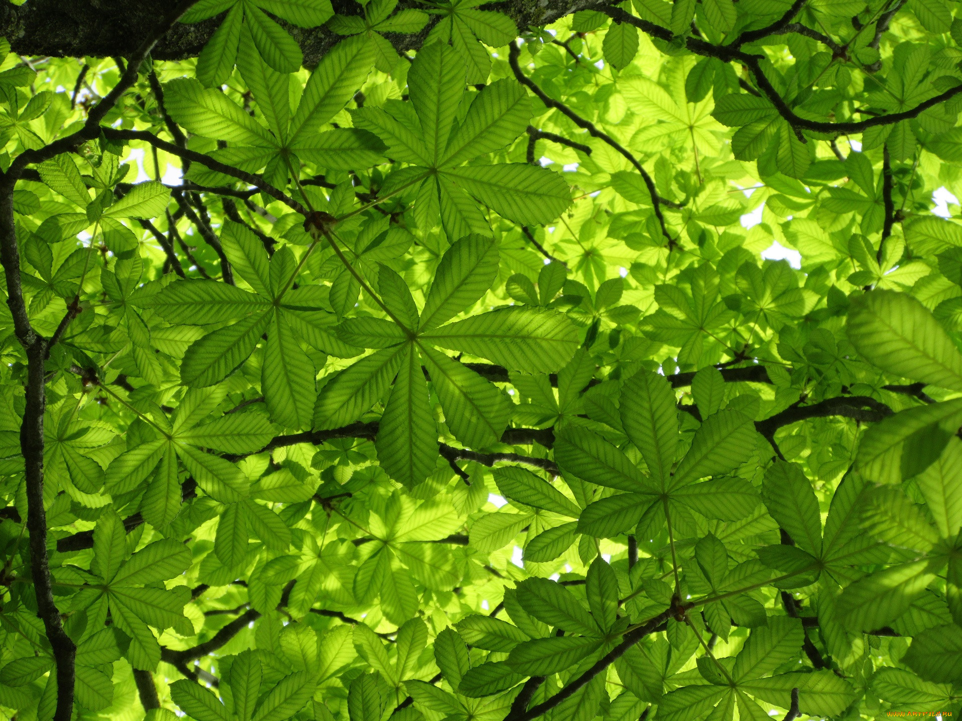 Green leaves. Семилистник дерево. Зеленый лист каштана. Зелень Эстетика. Каштановая зелень.